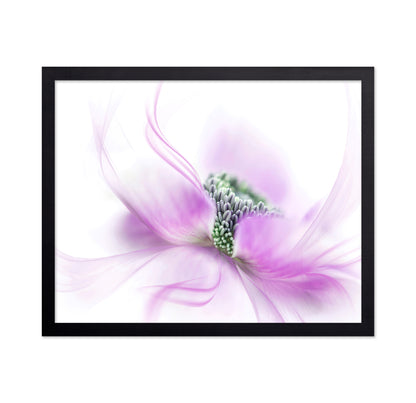 Purple Anemone