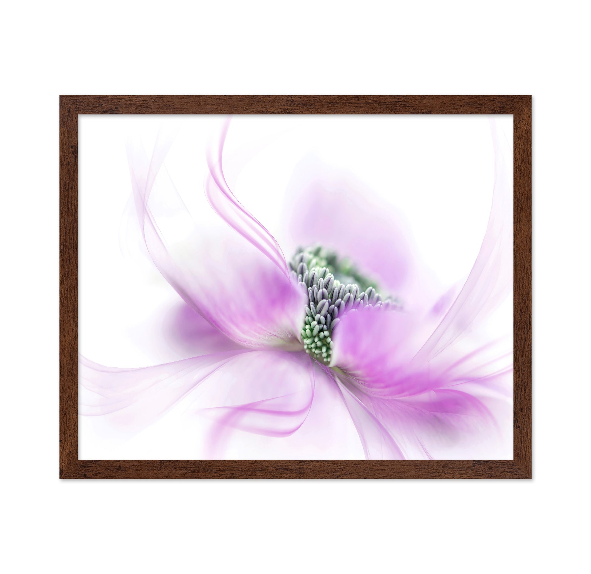 Purple Anemone