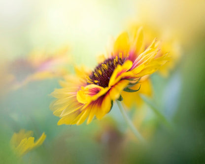 Yellow Blooms