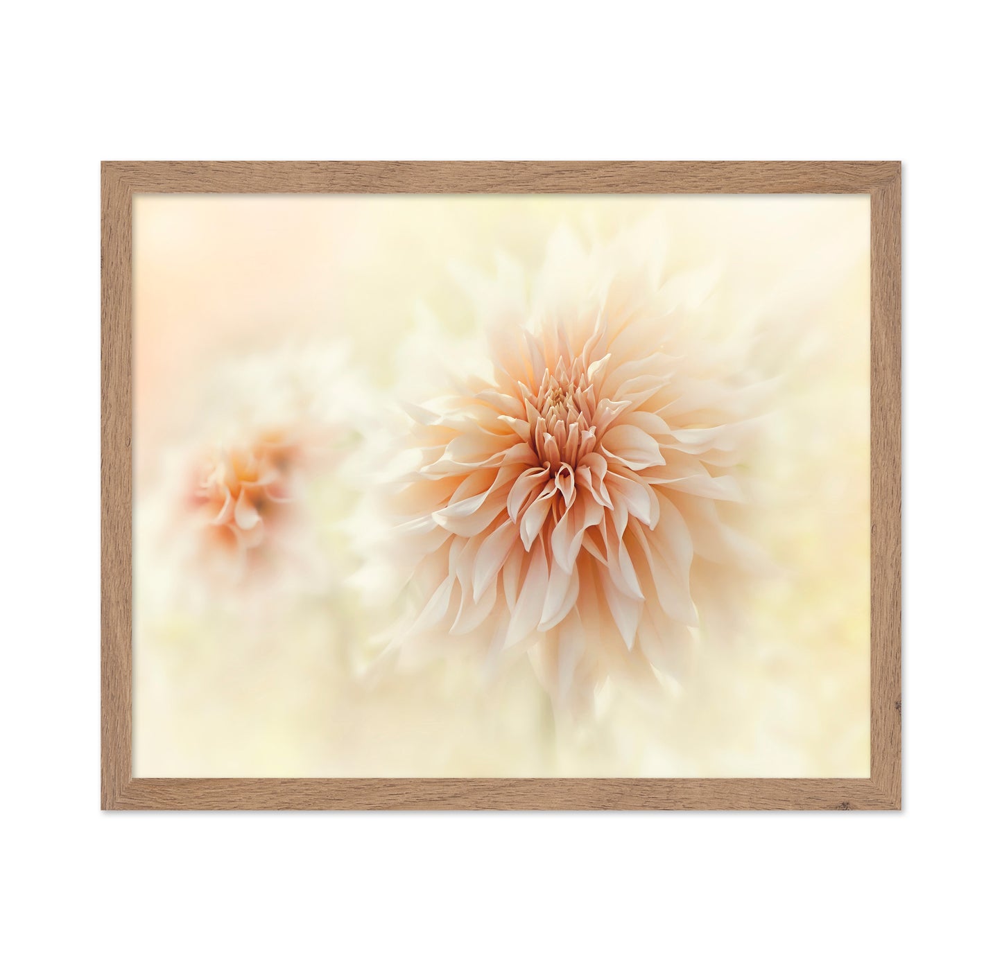 Cafe 'Au lait' Dahlia