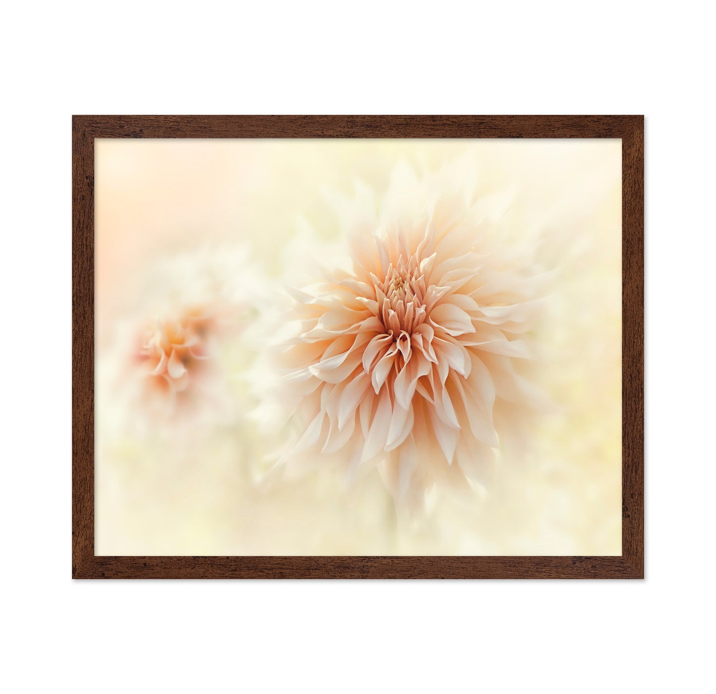 Cafe 'Au lait' Dahlia