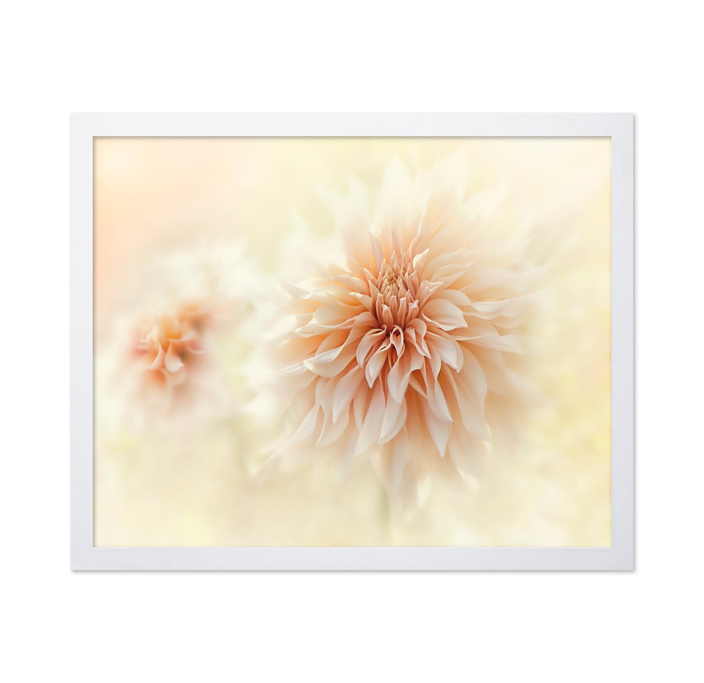 Cafe 'Au lait' Dahlia