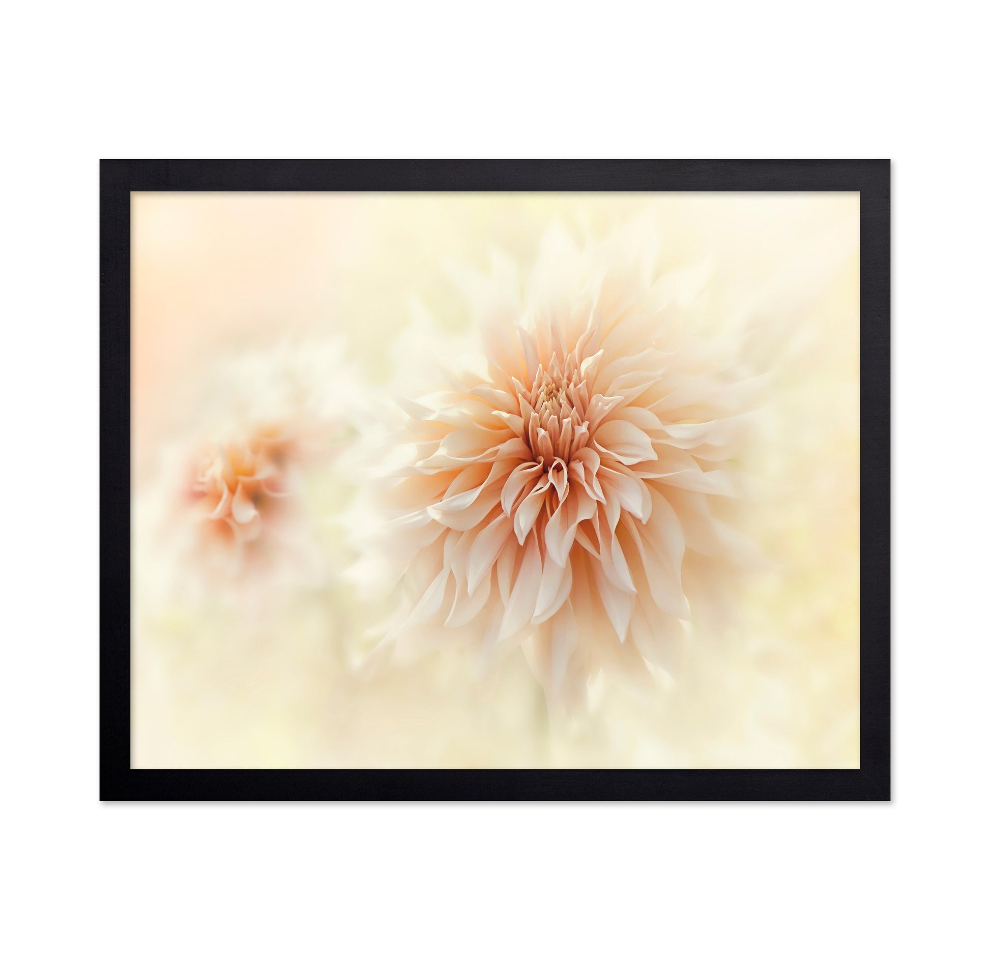 Cafe 'Au lait' Dahlia