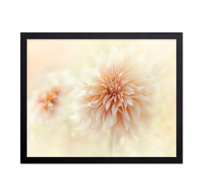 Cafe 'Au lait' Dahlia