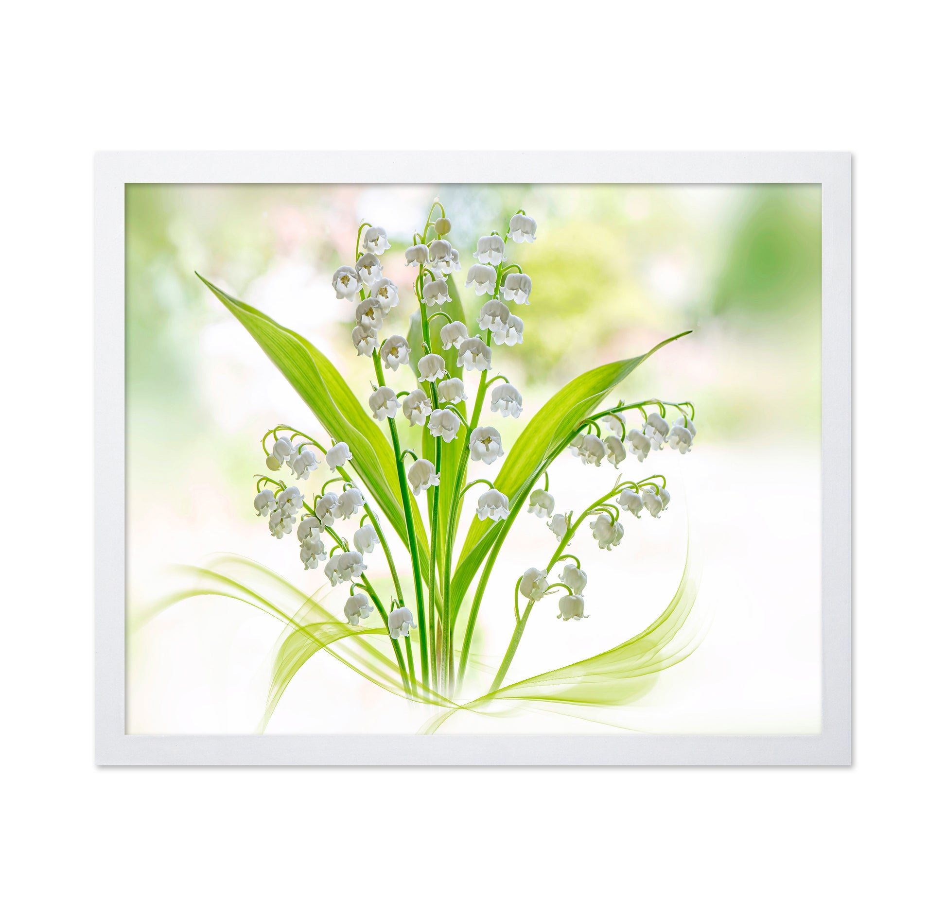 Lily Of The Valley