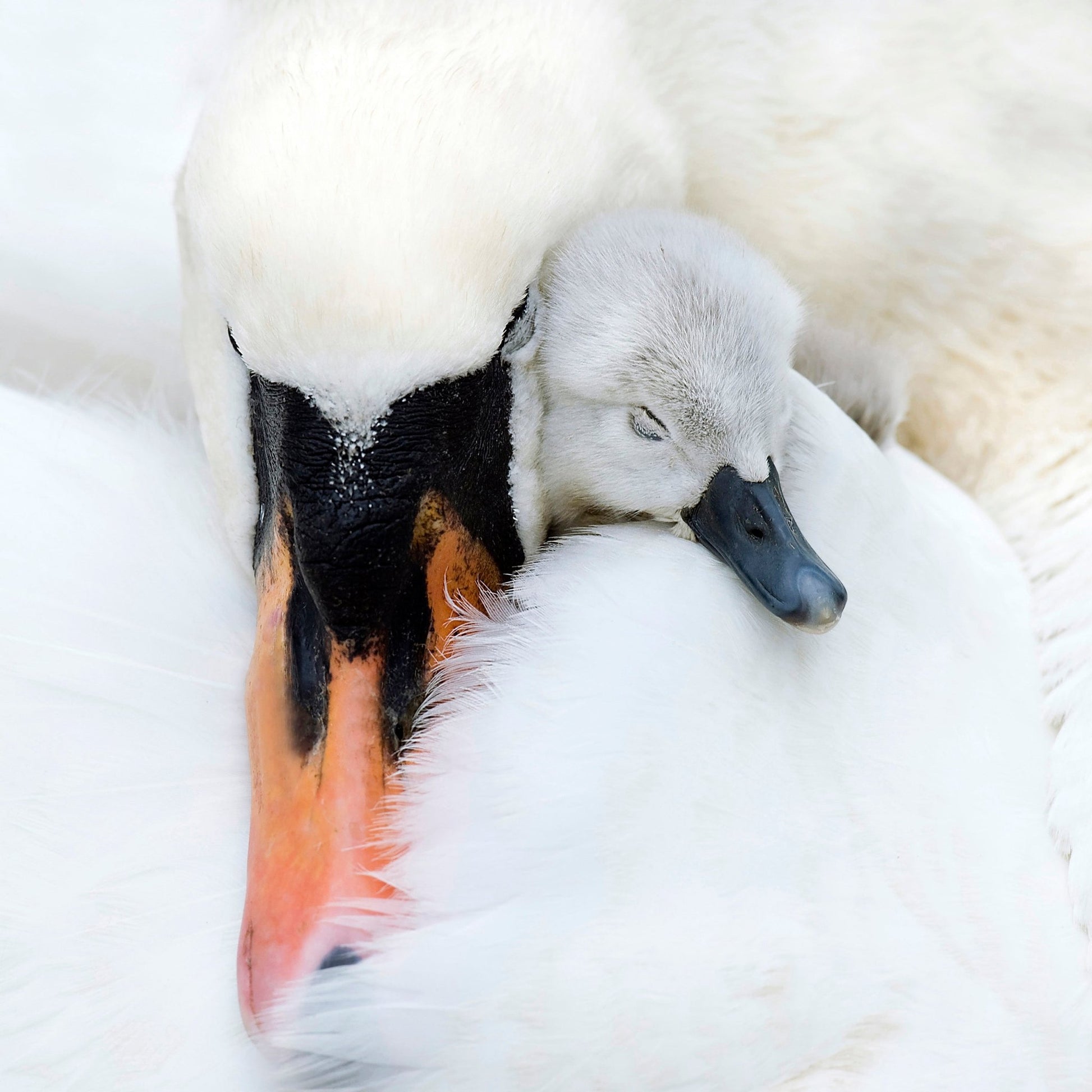 A Mother's Love