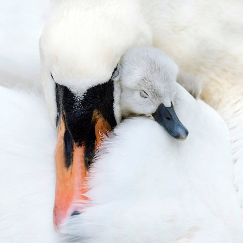 A Mother's Love