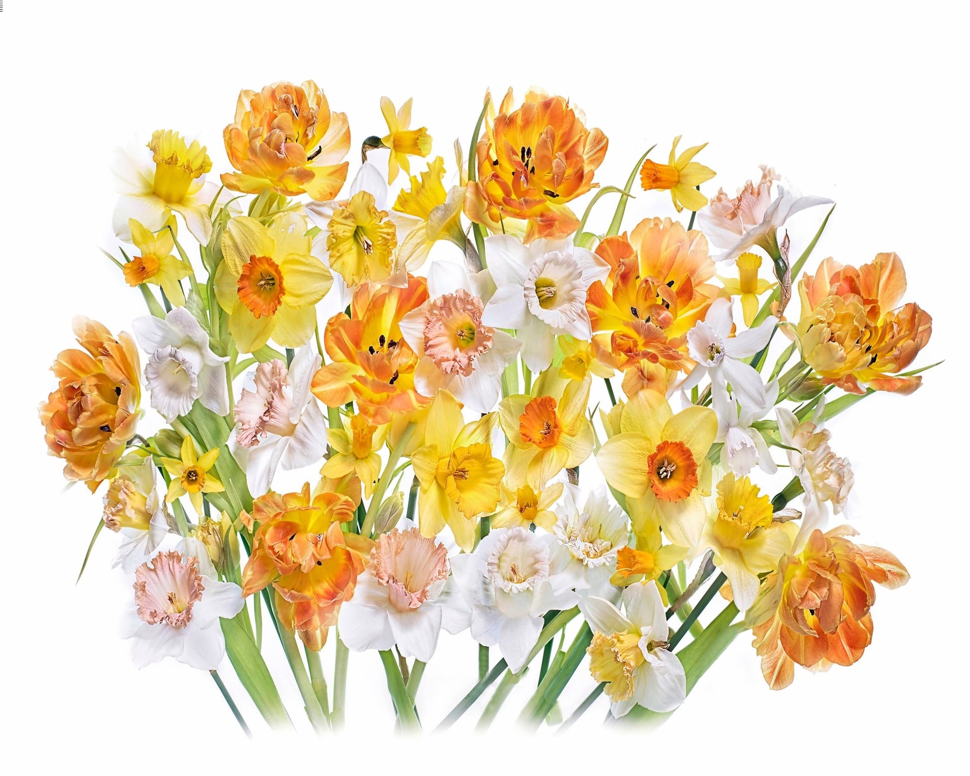 Spring Daffodils and Tulips