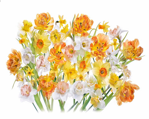 Spring Daffodils and Tulips