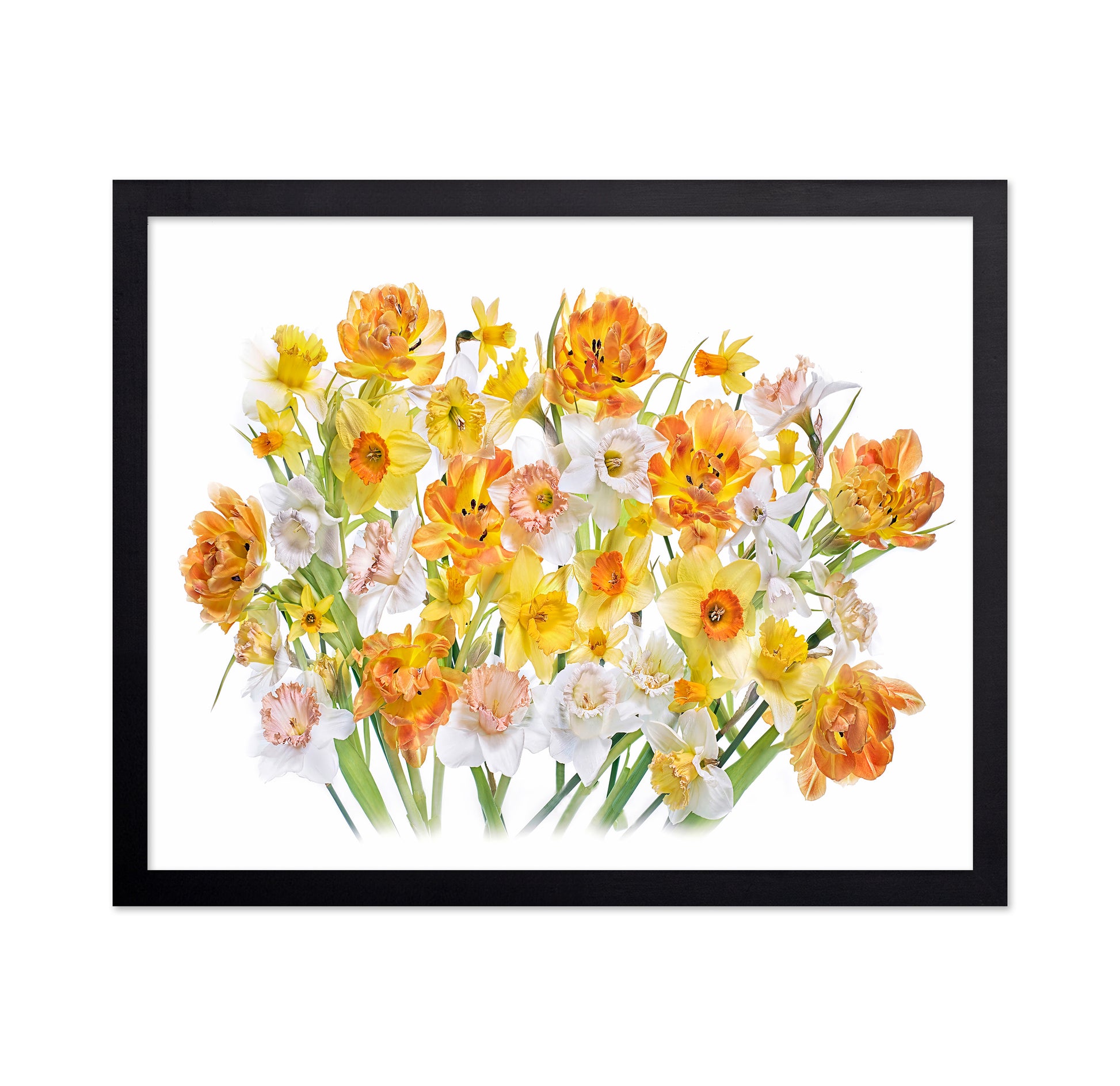 Spring Daffodils and Tulips