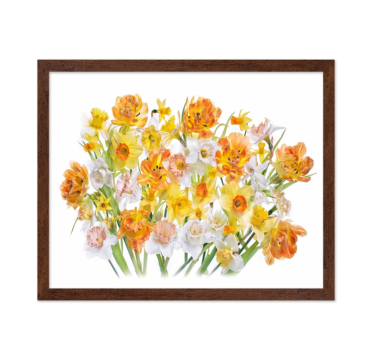 Spring Daffodils and Tulips