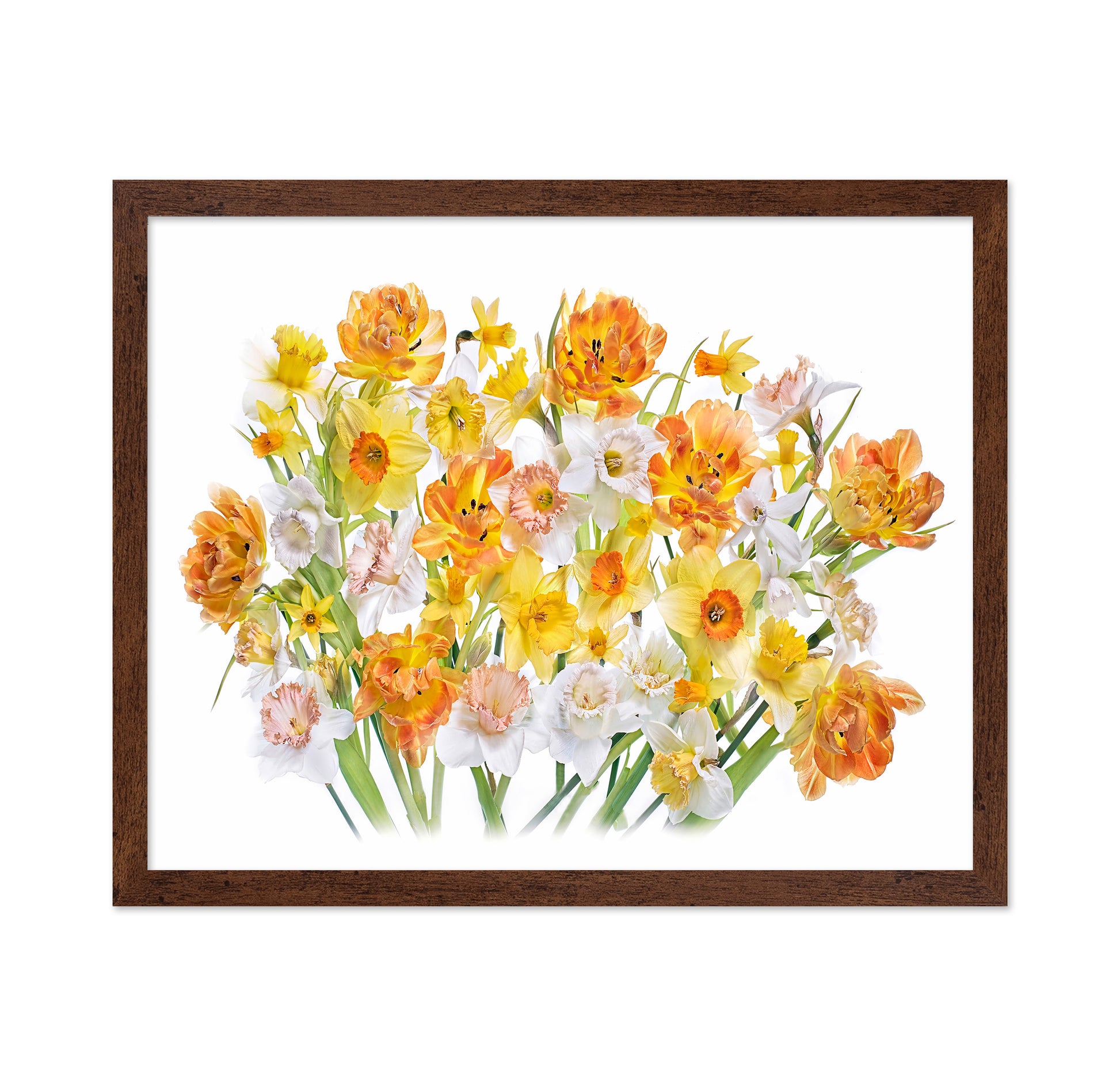 Spring Daffodils and Tulips