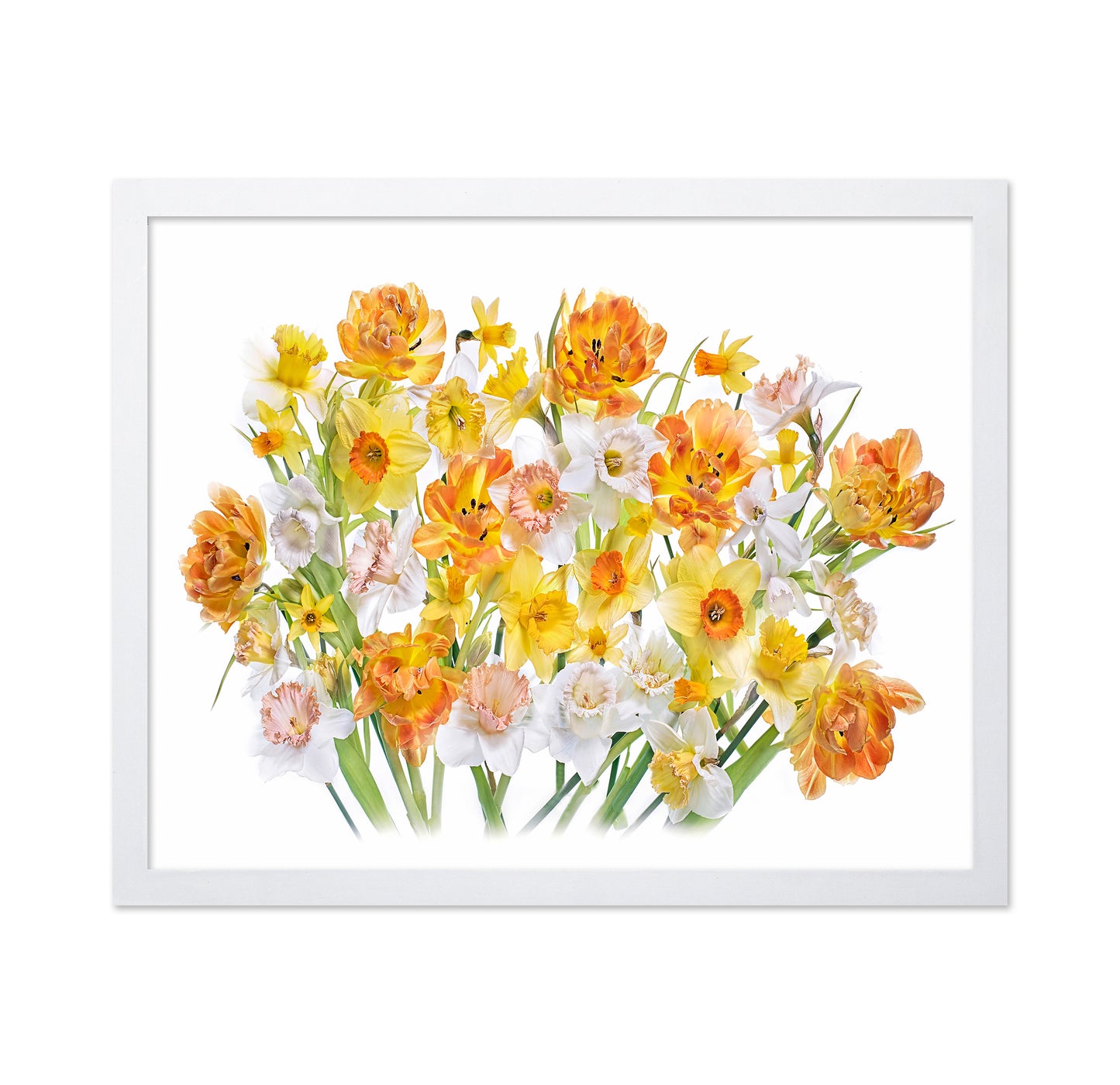 Spring Daffodils and Tulips