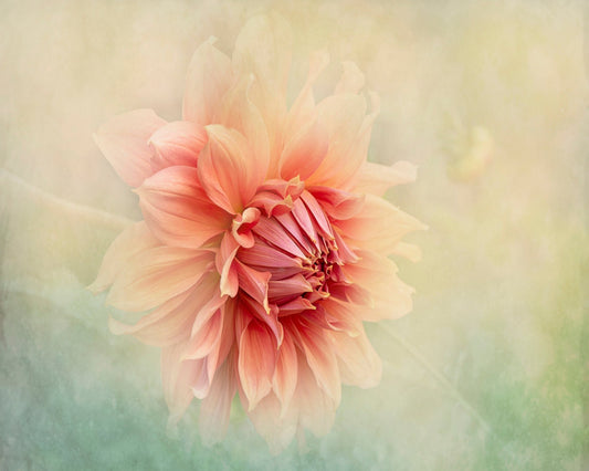 Dahlia