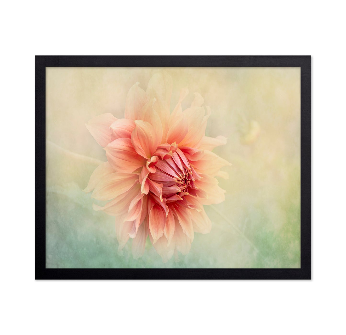 Dahlia