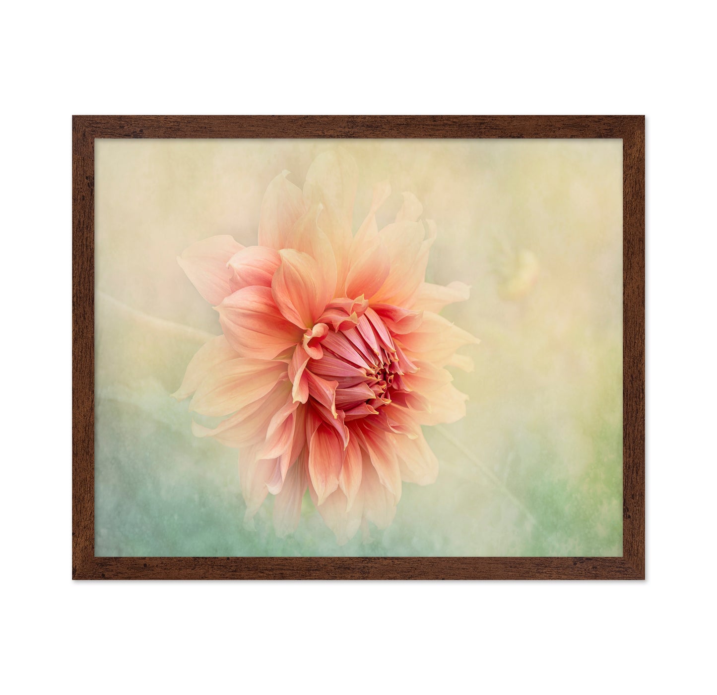 Dahlia