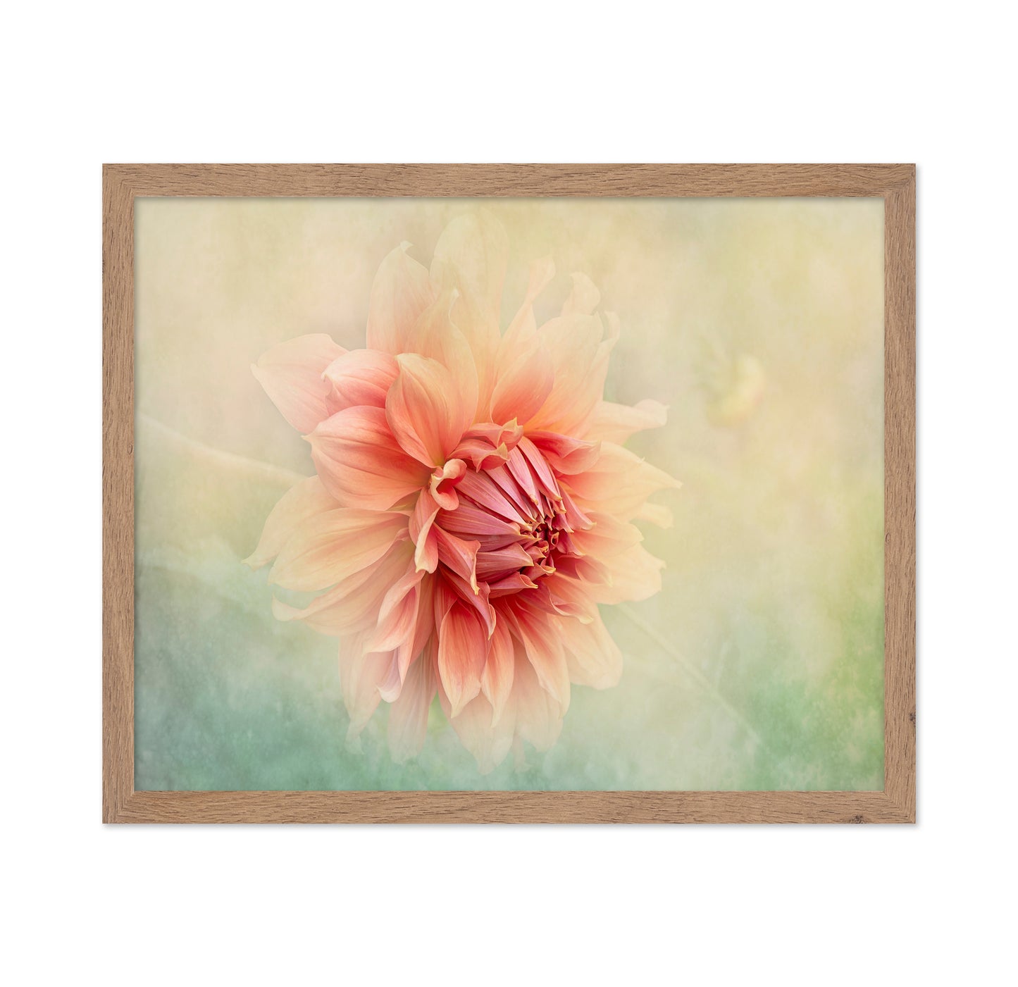 Dahlia