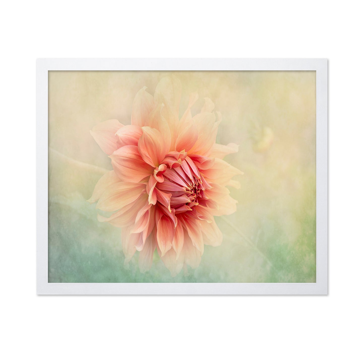 Dahlia