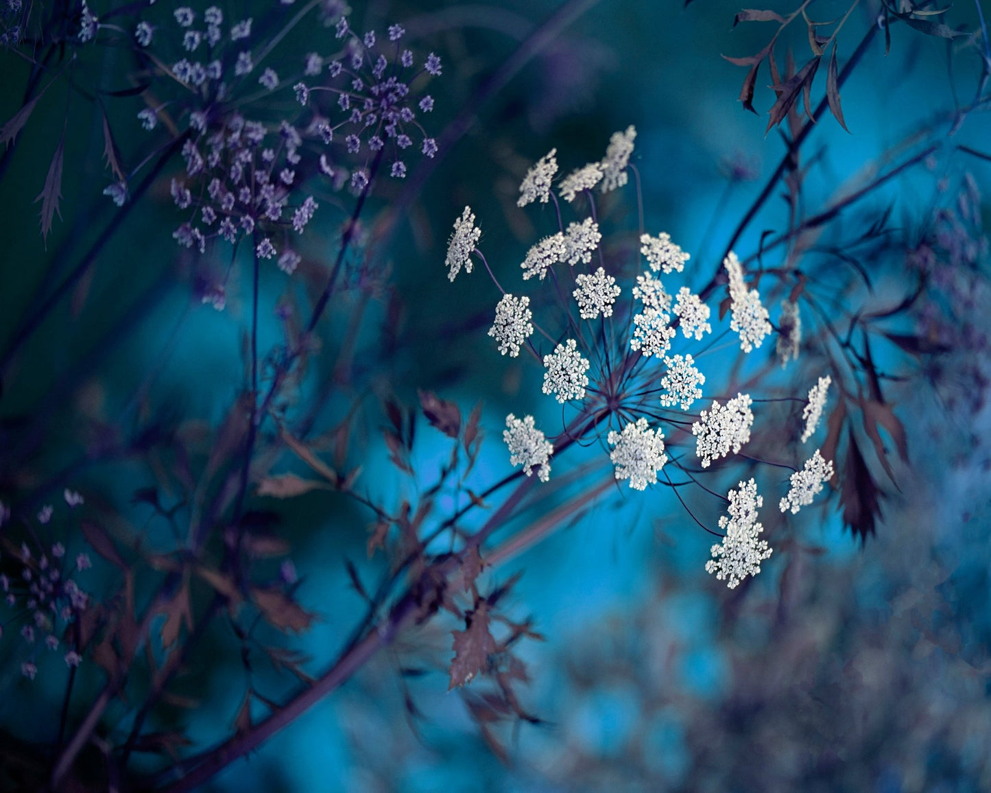 Queen Anne's Lace