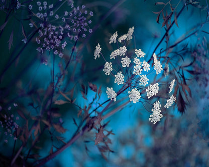 Queen Anne's Lace