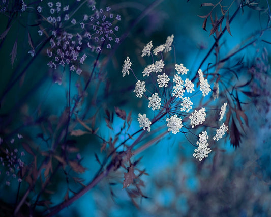 Queen Anne's Lace