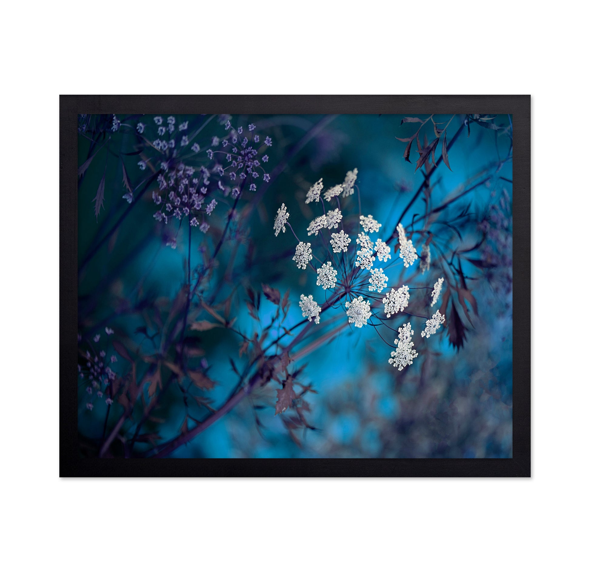 Queen Anne's Lace
