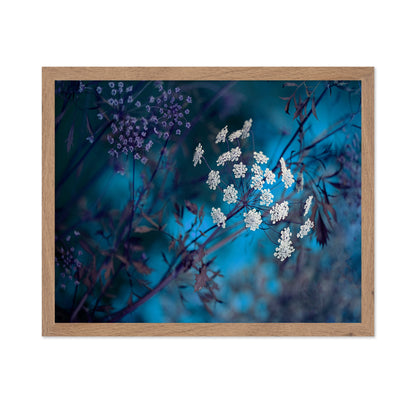 Queen Anne's Lace