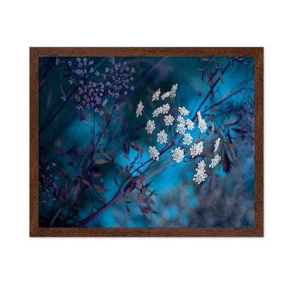 Queen Anne's Lace