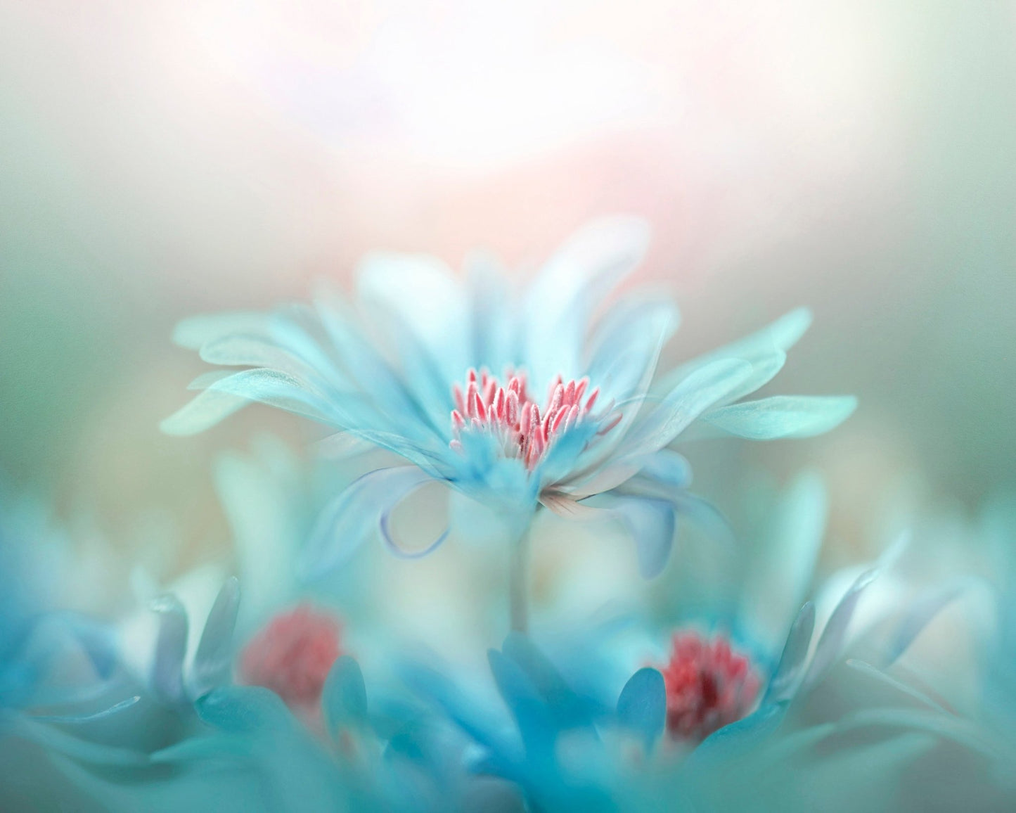 Delicate Blossoms in Pastel