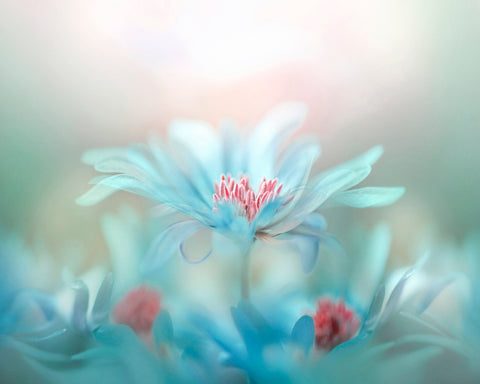 Delicate Blossoms in Pastel