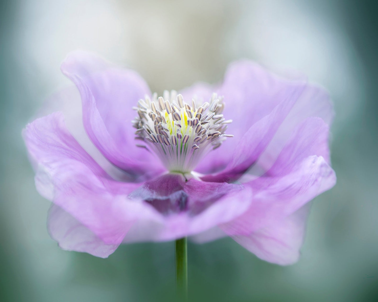 Papaver