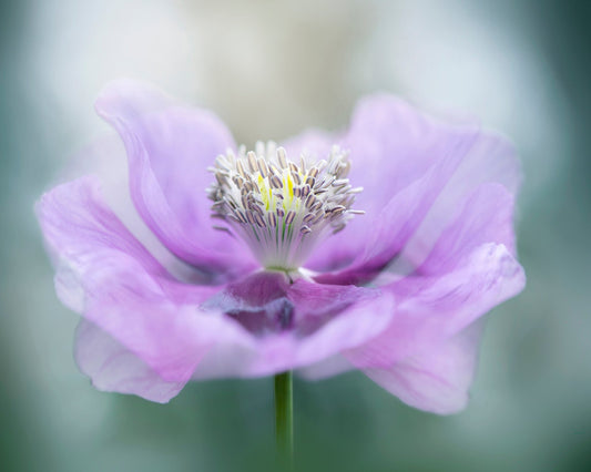 Papaver