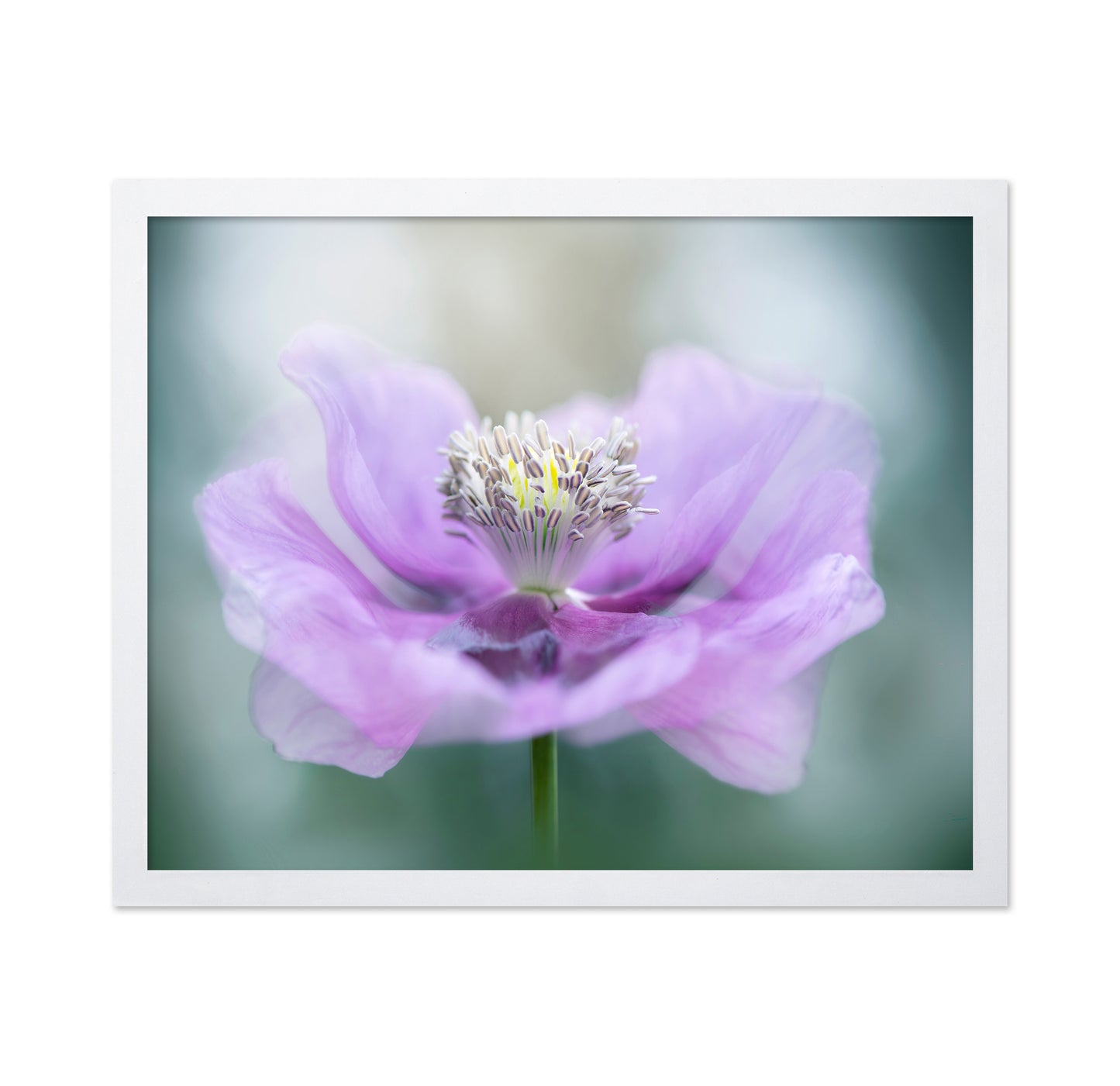 Papaver