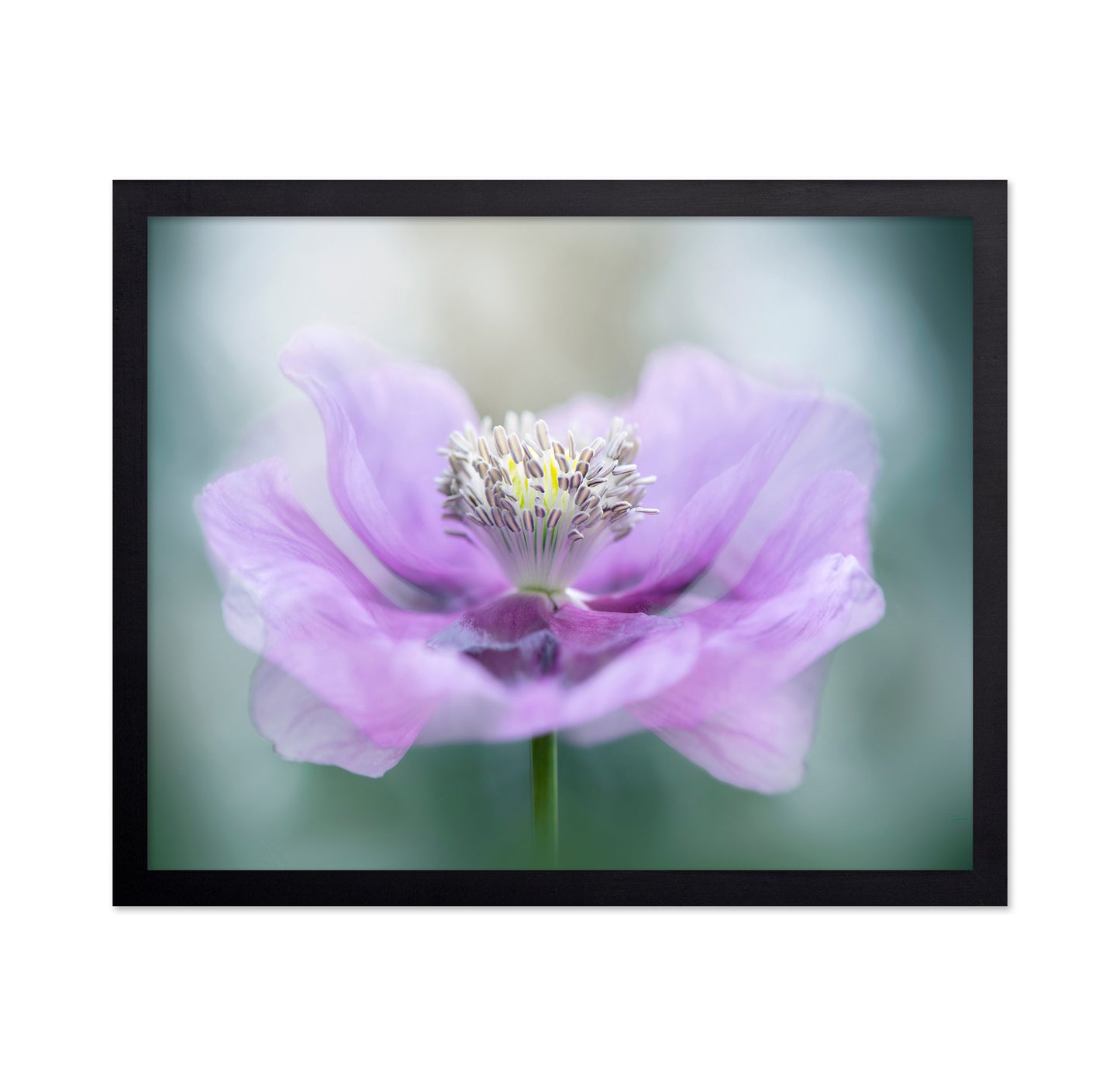 Papaver