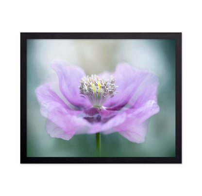Papaver