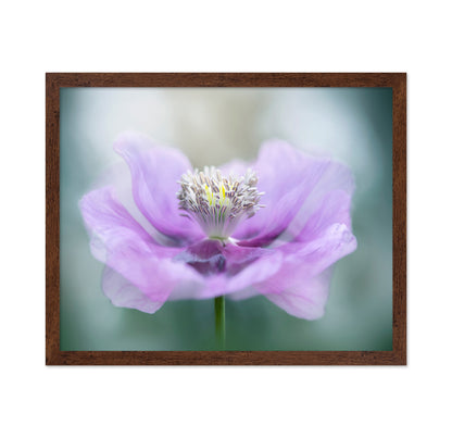 Papaver