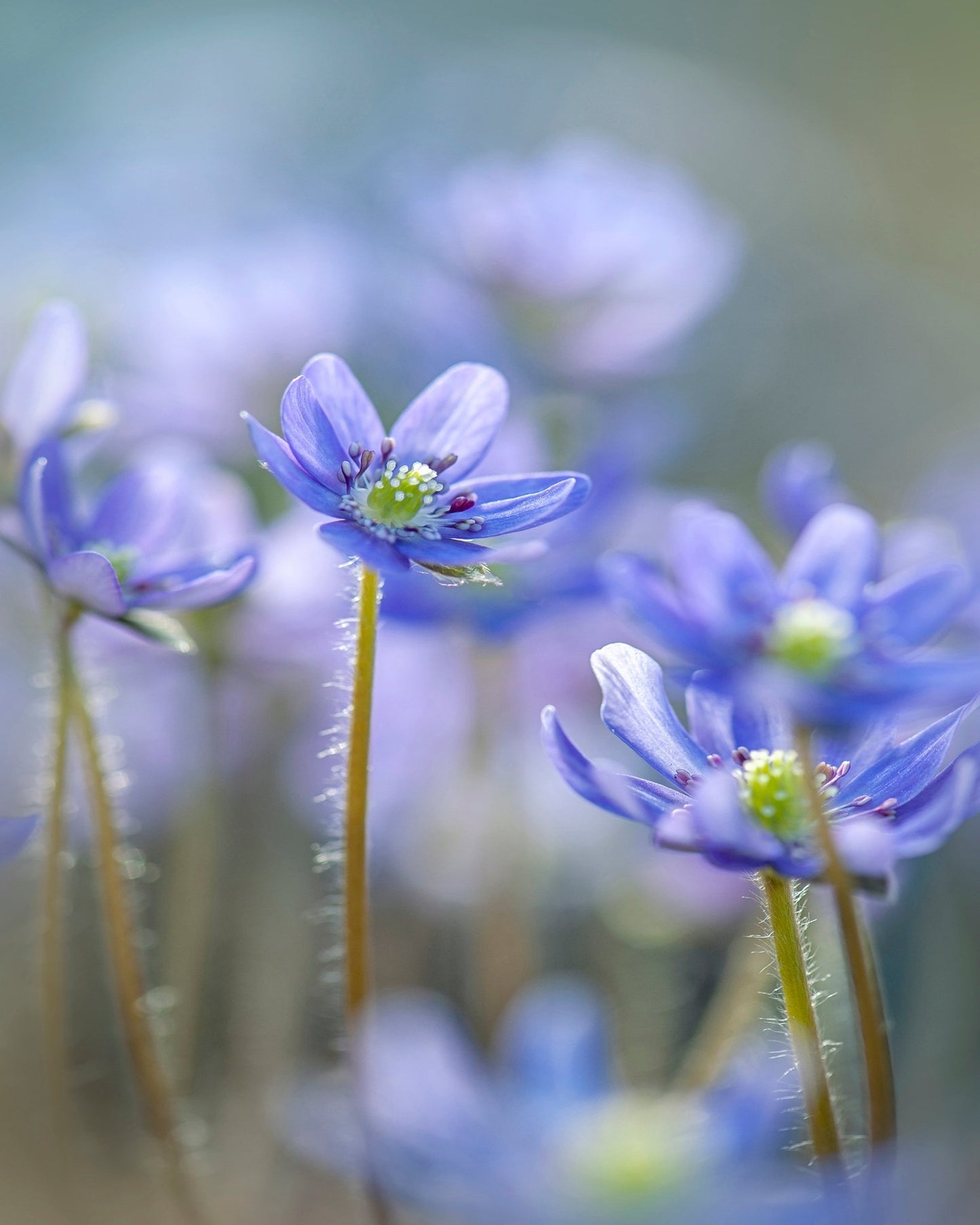 Hepatica