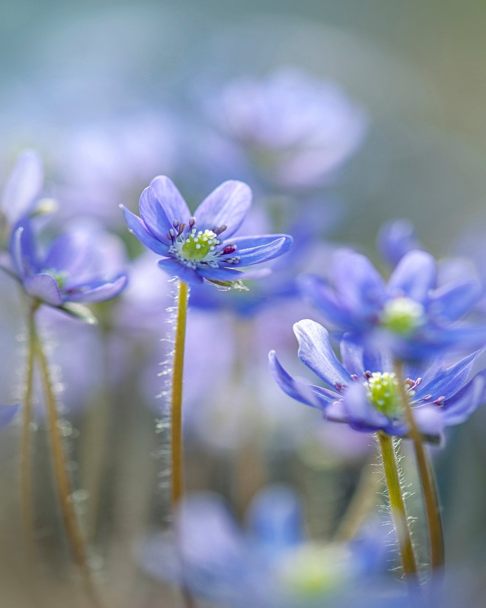 Hepatica