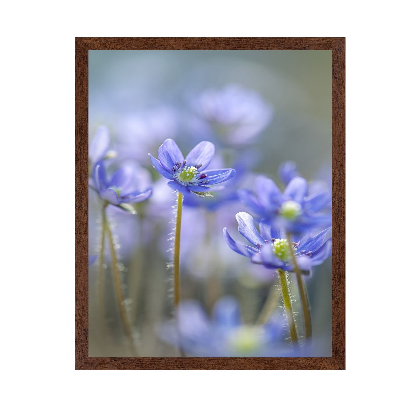 Hepatica