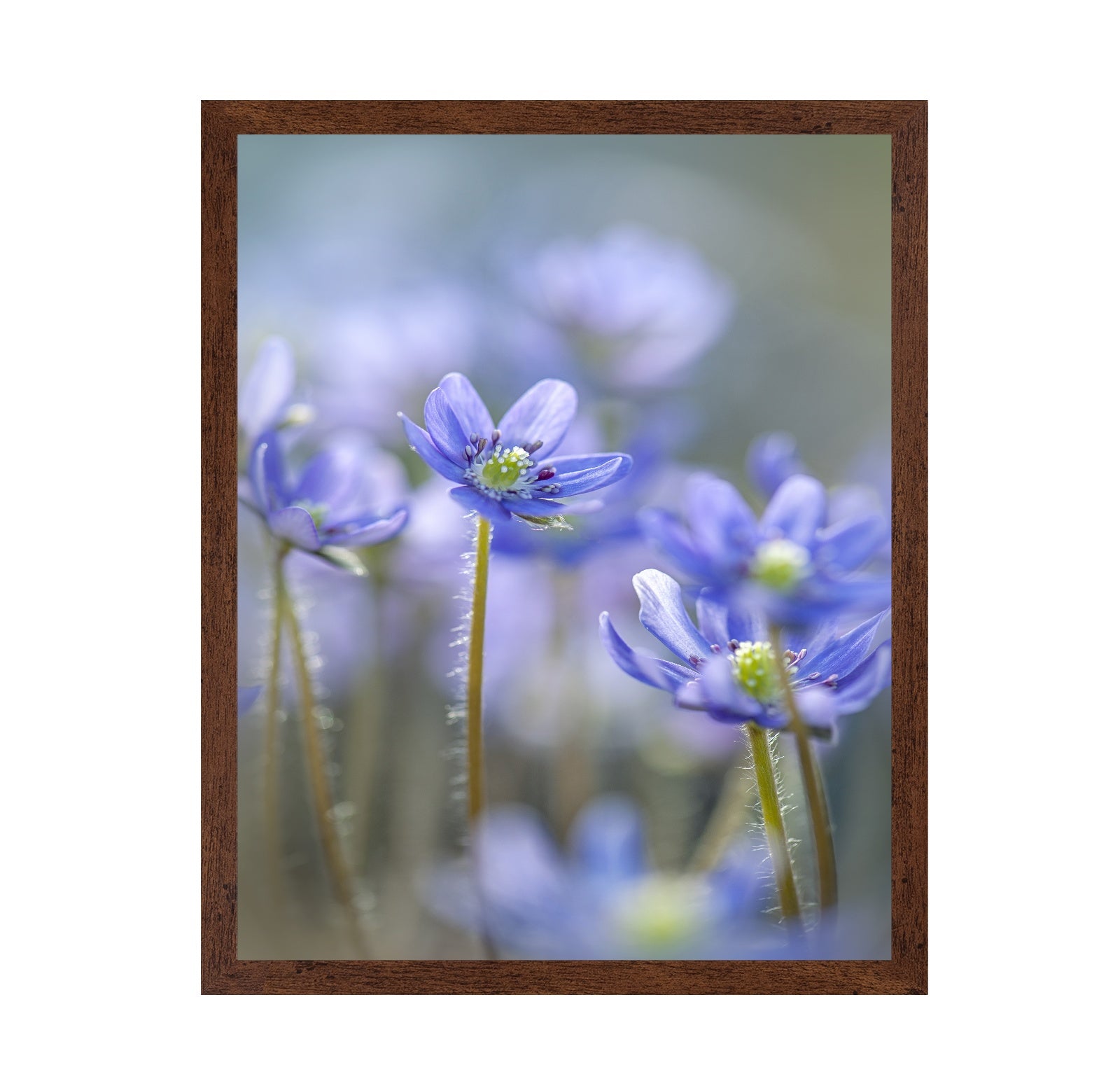 Hepatica