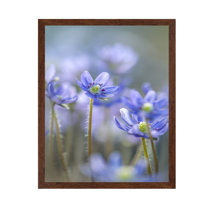 Hepatica