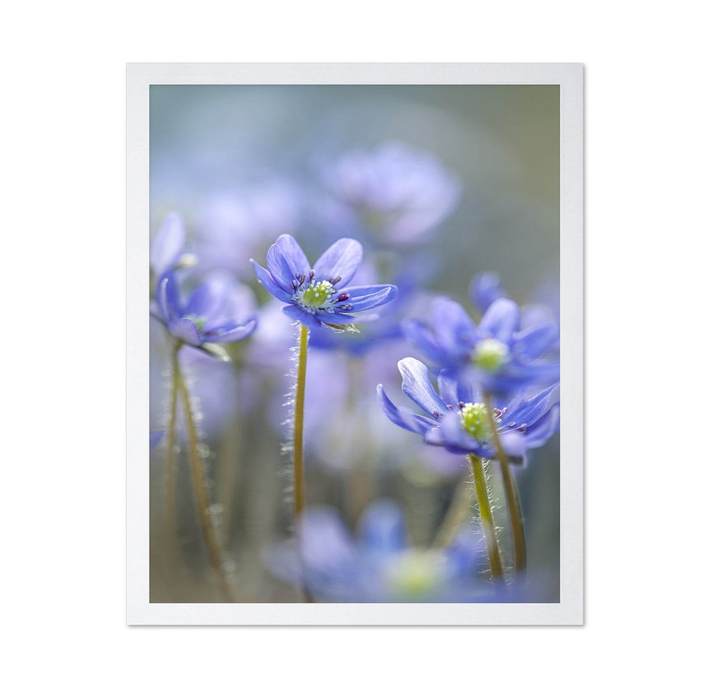 Hepatica