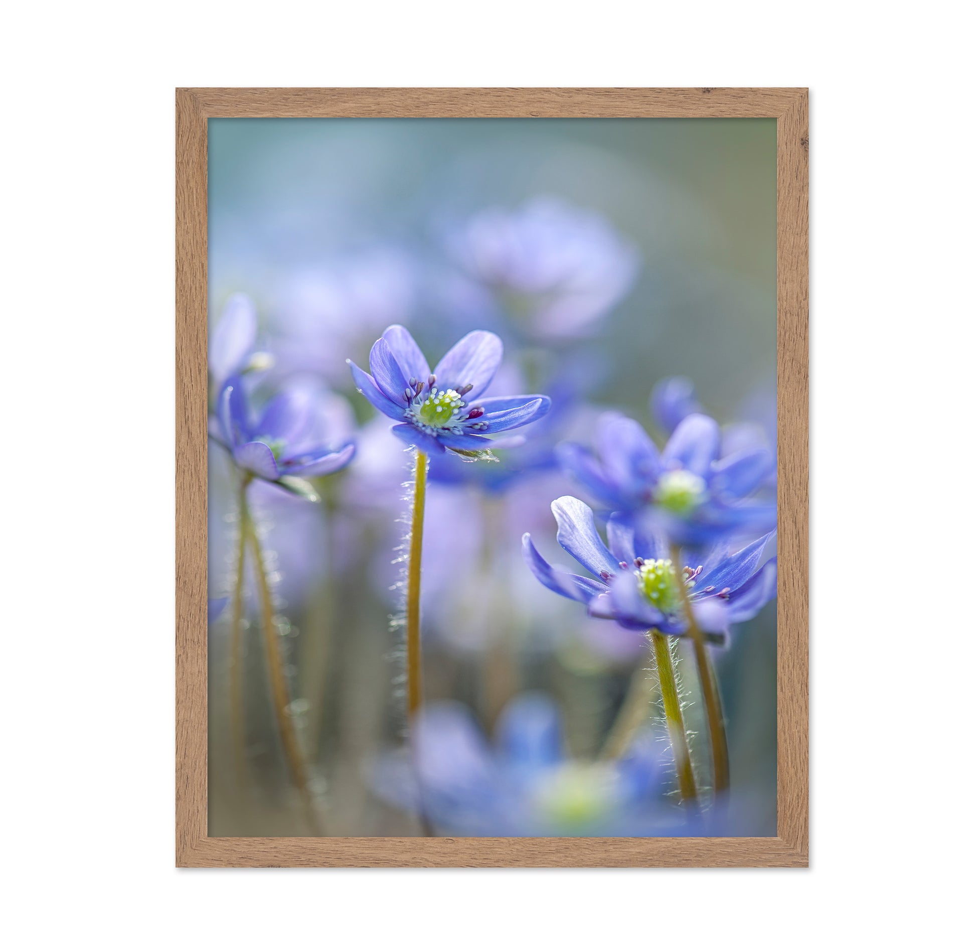 Hepatica