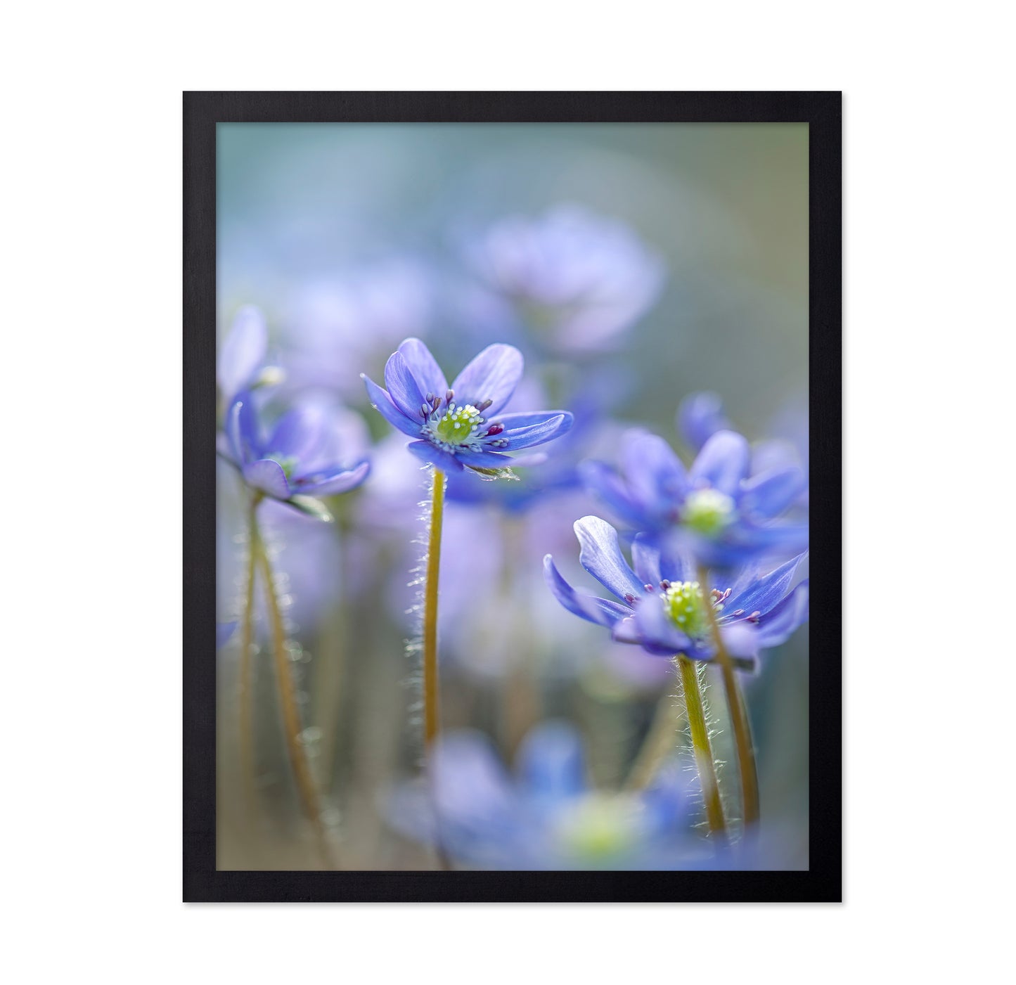 Hepatica
