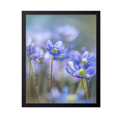 Hepatica