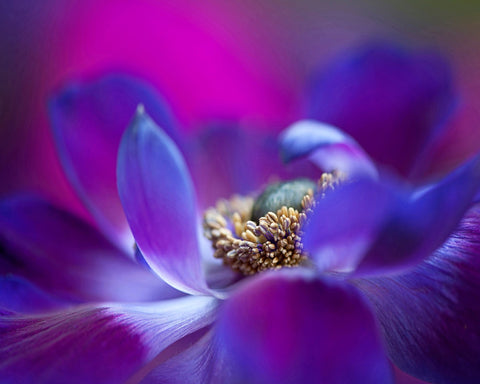 Windflower No 2
