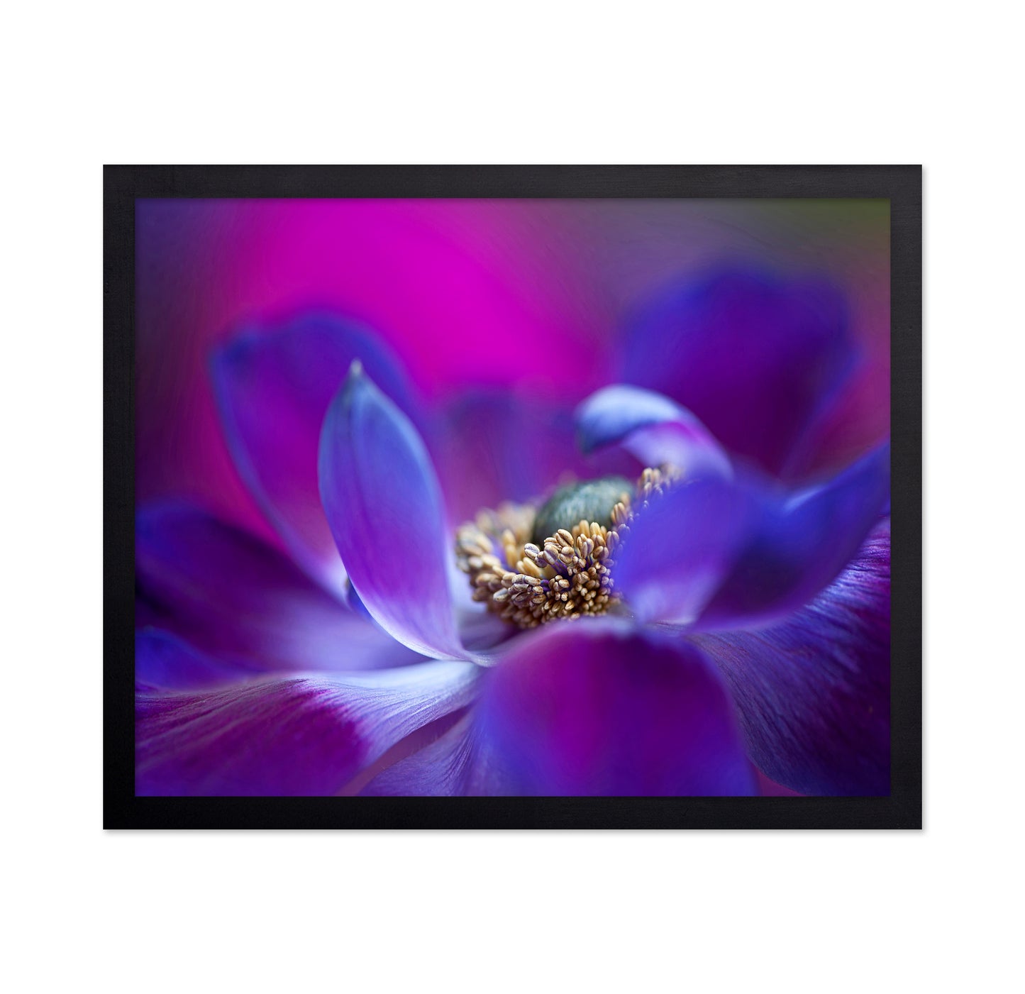 Windflower No 2