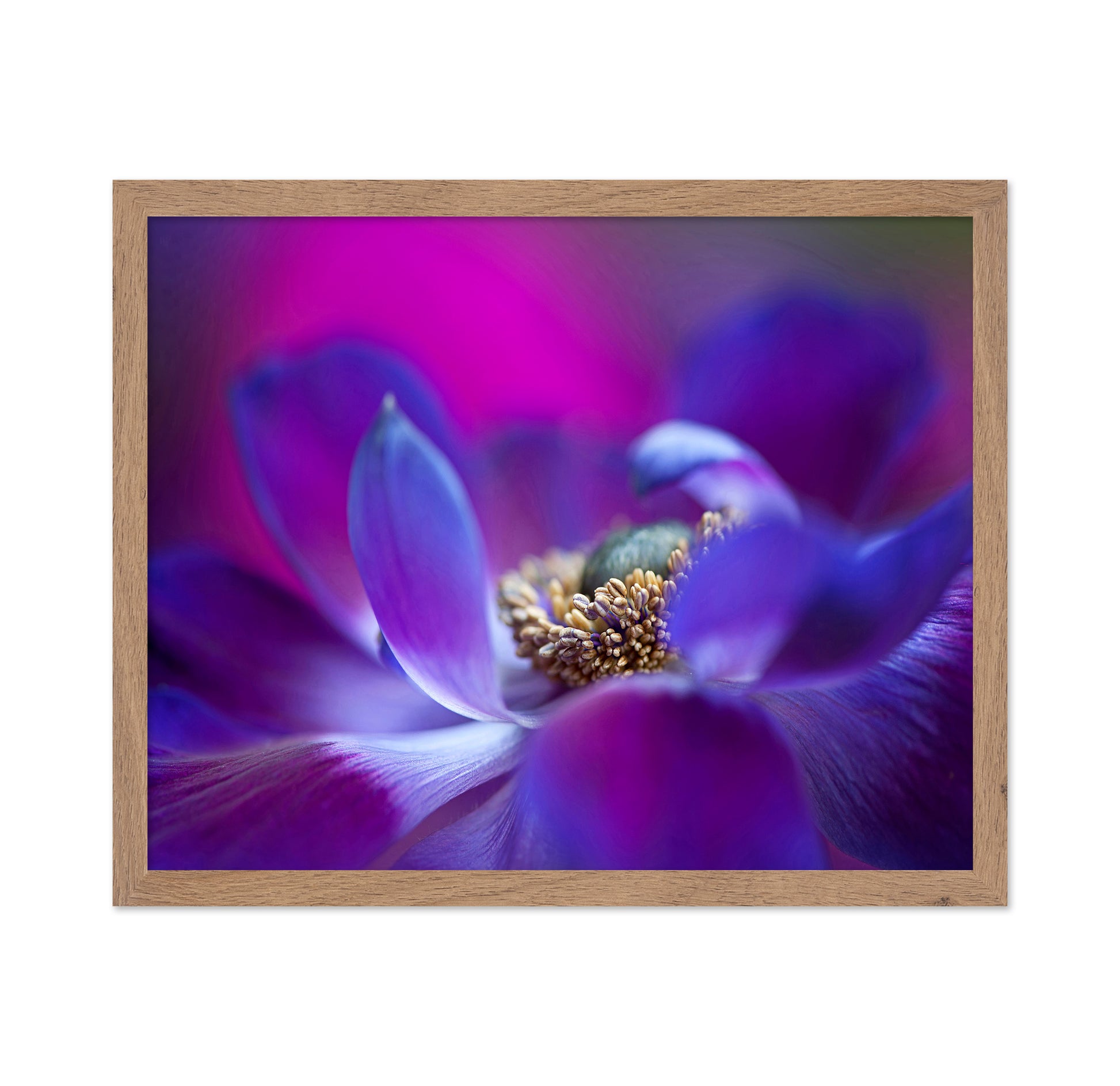 Windflower No 2
