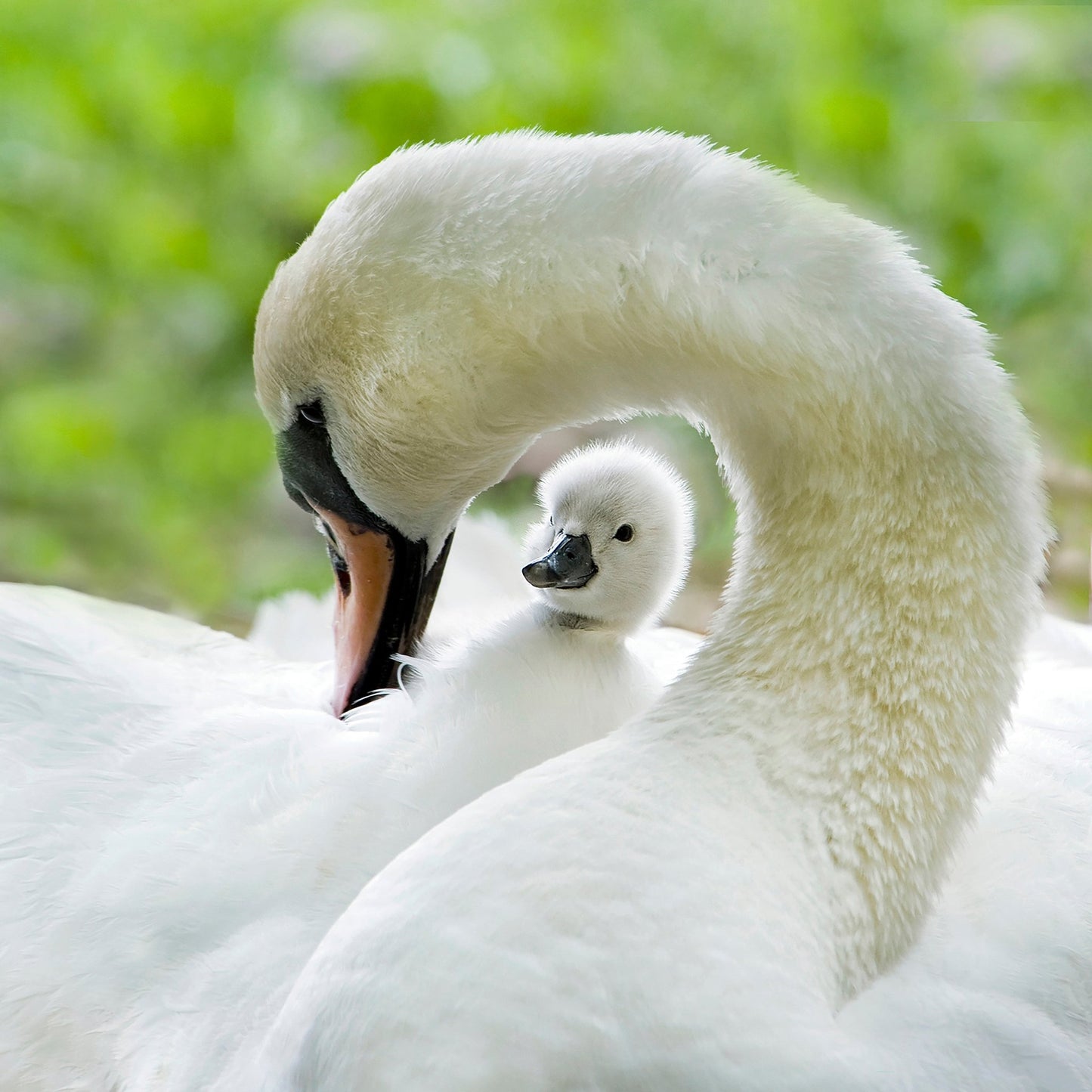 Love Surrounds