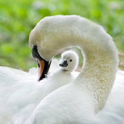 Love Surrounds